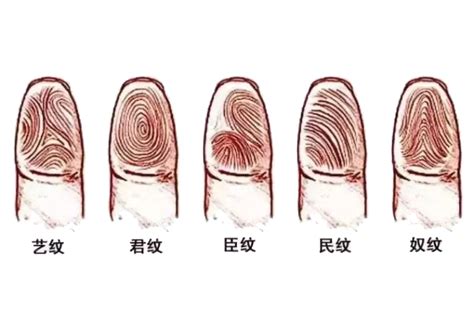 手指螺旋紋|手指有幾個簸箕幾個螺，才是最好的命格？